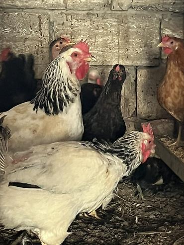 avcarka type 1: Məhsul: Yerli toyuqlar (yumurtalıq və ətlik tip qarışıq sürü) - — 4