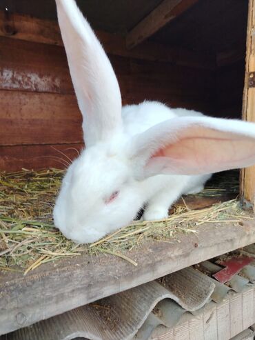 Dovşanlar: Rizen balalar bir ədədi 50 azn cüt alana 80 azn. Çatdrılma — 8