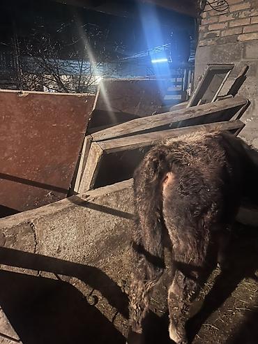 Коровы, быки: Продаю | Бык (самец) | На откорм | Привязанные — 10