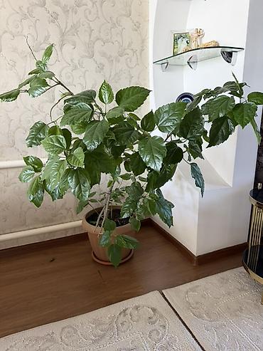 Бөлмө өсүмдүктөрү: Комнатное растение — гибискус (китайская роза) в горшке. - Крупный — 2