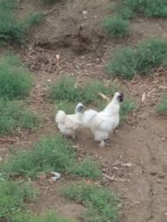 Gəmiricilər: PonPonlar

bir xoruz 2 fərə yaponka ilə barter edilir