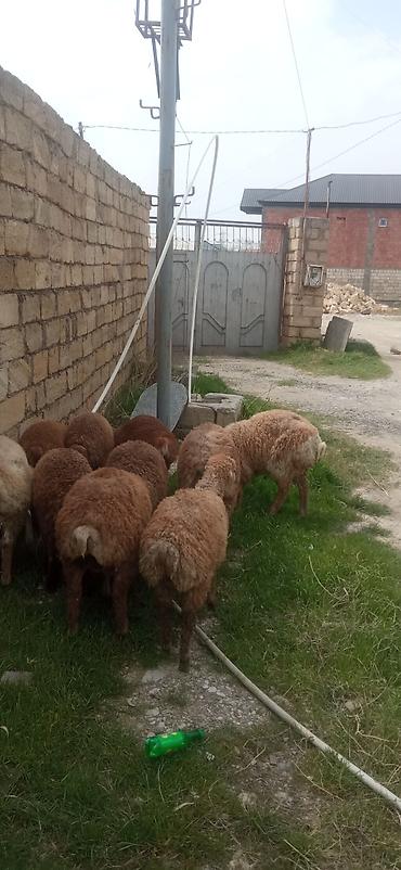 eşşək sudu satışı: 12 kilodan 15 kiloyacan var razılaşmaq olar — 1