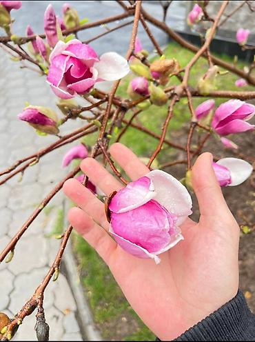 Магнолия: Магнолия - суланжа GENIE Магнолия с закрытой корневой системой — 16