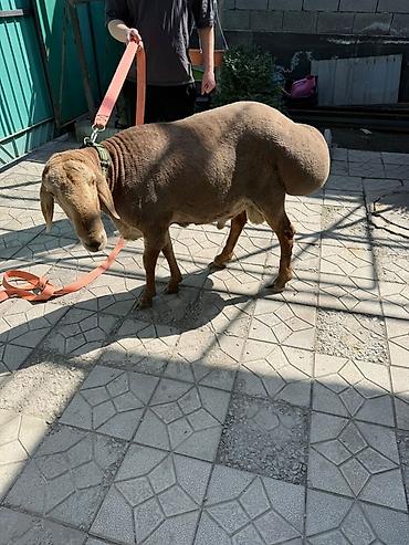 Баран, овца: Продаю | Баран (самец) | Арашан | Для разведения — 1