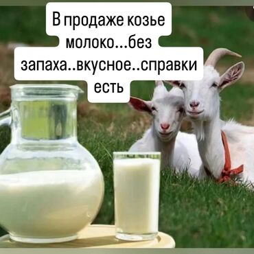 охладитель для напитков: Свежее козье молоко без специфического запаха, обладающее приятным