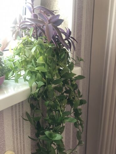 Otaq bitkiləri: Комнатные растения Крестовник — крупные и мини-растения Каменный — 22