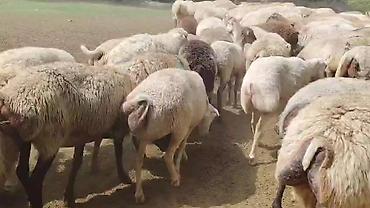 toyuq ucuz qiymete: Dişi, il: 1, Damazlıq, Pulsuz çatdırılma — 3