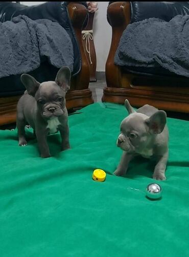 Psi: Francuski buldog štenci egzotičnih boja veseli umiljati, stručno na lalafo.rs — 9 Psi: Francuski buldog štenci egzotičnih boja veseli umiljati, stručno — 9