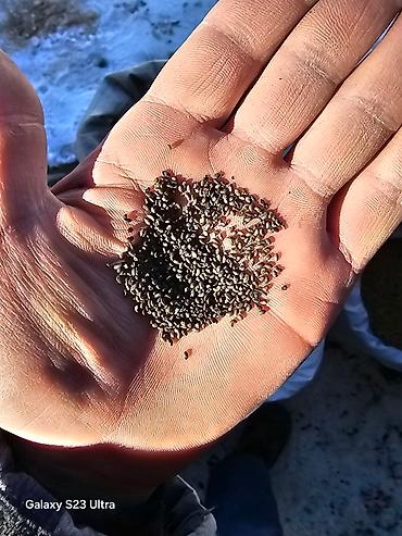 Эспарцет: Эспарцет [тюп район ],кара беде урону [кара балтаныкы — 3