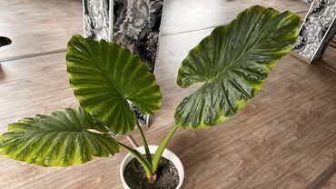 слива продаю: Alocasia odora. Это декоративное тропическое растение, известное