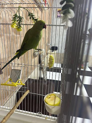 Watsappp elaqeNövlü tutuquşu – ağ-sarı rəngli cockatiel (nimfa) lalafo.az -da Watsappp elaqeNövlü tutuquşu – ağ-sarı rəngli cockatiel (nimfa)