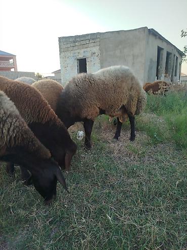 sani kecileri satisi: Qoyun sürüsü – yerli quyruqlu cins - Cins: Quyruqlu (yağlı quyruq) — 9
