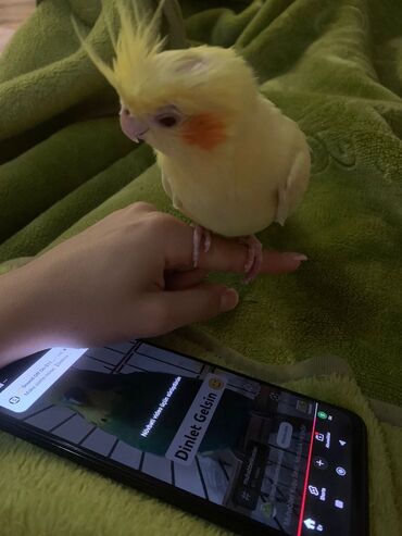 Tutuquşları: Növ: Korella papuqayı (cockatiel), sarı rəng 6 aylıgdır Erkek cinsidir — 15