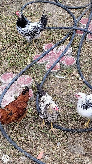 cins xoruz harda banliyar: Cücələr – qarışıq yerli yumurtacı xəttlər - Fotoşəkillərdə görünən ev — 2