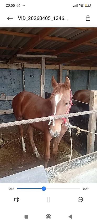 Лошади, кони: Продаю | Жеребец | Дончак — 2