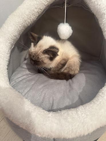 Отдам даром кошку: Кошка даром: Сиамская, 2 месяца, Мальчик — 3