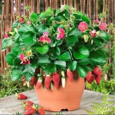 Semena i sadnice: Seme jagode nesto drugacije nesto novo japanskog porekla a od sad i — 1