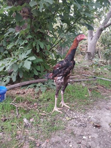 Bıçaqlar: Cinsinə qanına tam cavabdehəm, ehtiyac üzündən satılır. Atası meydan