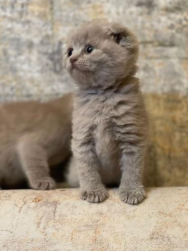 Pişiklər: Britan, Yaxşı əllərə — 9