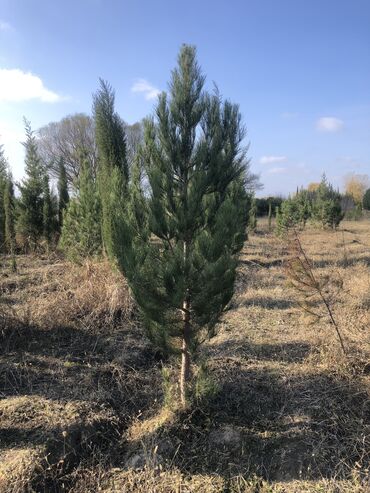 Şitillər: Dekarativ agaclarin satiwi istenilen novde istenilen olcude var elave — 16