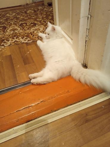 кошка белый: Вязка: Ангорская, Мальчик, 1 год, Белый — 1