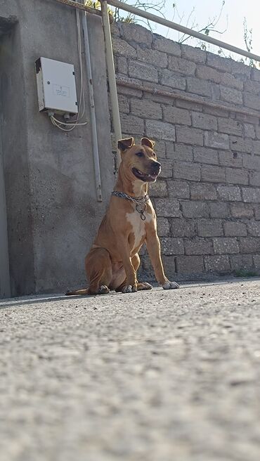 İtlər: 9 ay, Dişi, Peyvəndli, Ünvandan götürmə -da lalafo.az — 3 İtlər: 9 ay, Dişi, Peyvəndli, Ünvandan götürmə — 3