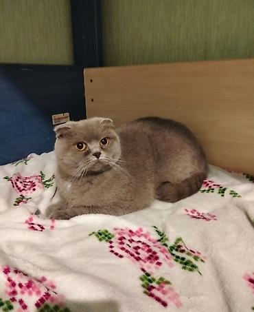 сколько стоит собака бу: 🐾 Heyvanların müvəqqəti saxlanması 🐾 Salam! Mənim adım Angelinadır, 14 — 2