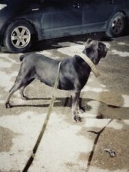 İtlər: Kane-Korso, 2 il, Erkek, Peyvəndli, Ünvandan götürmə — 19