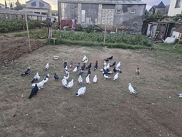 goyərcin şəkli: Goyerçinler satılır 40 denedi hoptum satılır — 3