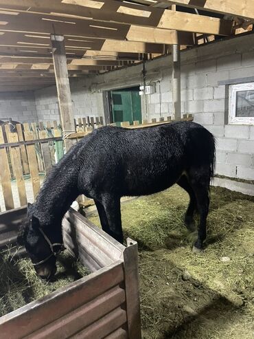 сельскохозяйственные животные продажа: Сатам | Тай | Көбөйтүү үчүн