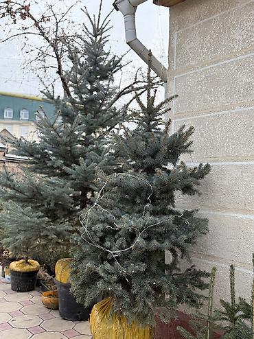 Ель: Продаются местные голубые ели пышной формы, с хорошим земляным комом — 6