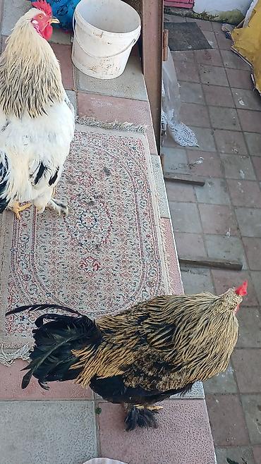 xoruzu: Xoruz, Ağdam, il: 1, Ünvandan götürmə, Pulsuz çatdırılma — 9