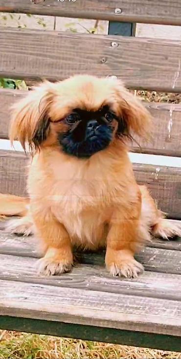 İtlər: Pekines, 2 il, Dişi, Peyvəndli, Ödənişli çatdırılma — 2