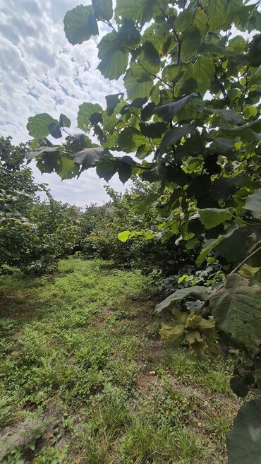 Ağaclar: Xaçmaz rayonu, Qaracəlli kəndində möhtəşəm bağ sahəsi satılır! — 10