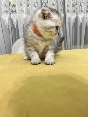 Pişiklər: Şotland, Erkək, Dişi, Ünvandan götürmə -da lalafo.az — 7 Pişiklər: Şotland, Erkək, Dişi, Ünvandan götürmə — 7