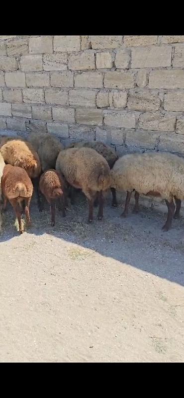 Mal-qara: Məhsul: Qoyun və keçi sürüsü Təsvir: - Qarabaş, sarıbaş və qəhvəyi — 3