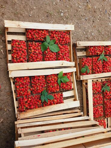 Meyvə və giləmeyvə: Məhsul: Təzə moruq (bağdan yığılmış) Təsvir: - Şirin, ətirli və — 6