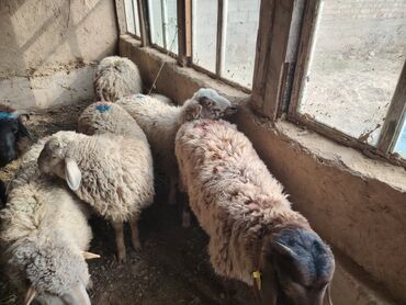 продаю музоо торпок корова самка бык самец айрширская ангус алатауская на забой для разведения на откорм племенные нетель привязанные: Продаю | Овца (самка), Ягненок, Баран (самец) | Полукровка | На забой, Для разведения, Для шерсти | Кастрированные, Матка