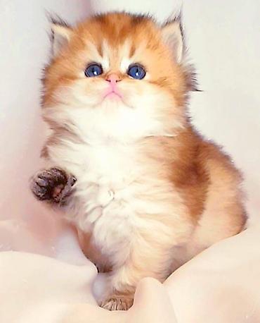 Pişiklər: Şotland, Erkək, Dişi, Yaxşı əllərə, Ünvandan götürmə, Pulsuz çatdırılma, Ödənişli çatdırılma — 30