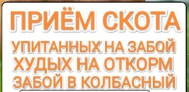 аппарат для коров: Куплю | Коровы, быки | Любое состояние, На забой, на мясо