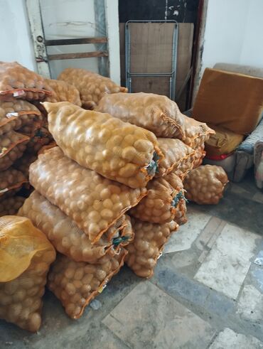 купить семенной картофель: Картошка Джелли, Оптом