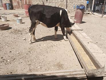 qala cinsi qoyun satilir: Salamtam saglam 11ayliq cins danadir isdeyen elaqe saxlasin — 1
