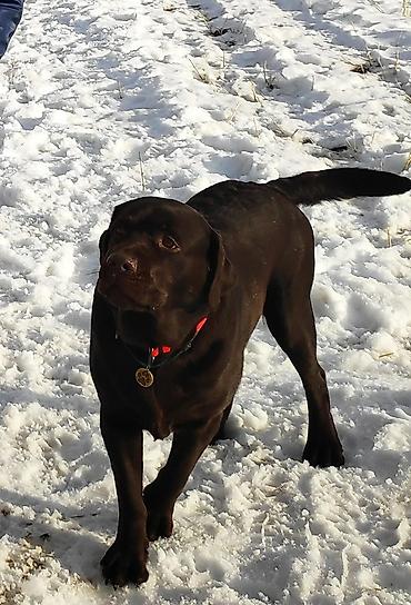 Вязка собак: Вязка: Лабрадор-ретривер, Самец, 5 лет, С родословной — 9