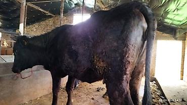 Коровы, быки: Продаю | Бык (самец) | На откорм — 9