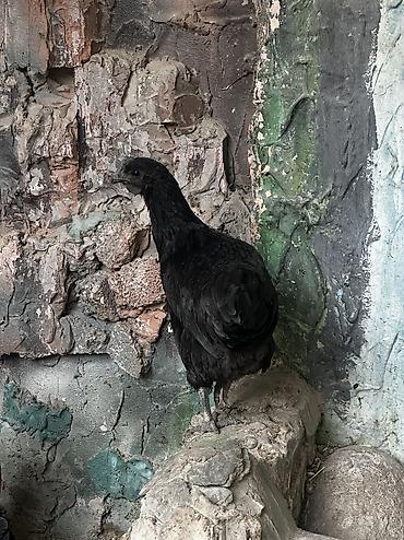 прикол курочки: 🐔 ПРОДАЮ ЧЕРНЫХ ПЕТУХОВ (ЭКЗОТ) Лакеданзи. Полностью черные — 2