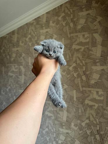 Кошки: Шотландская вислоухая, В добрые руки — 6