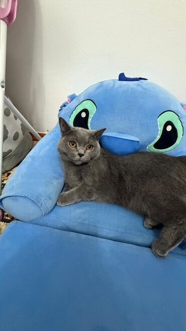 кошка город ош: Британская короткошёрстная, 2 года, Девочка, Голубой, Приучена к лотку, Проглистована, С прививками