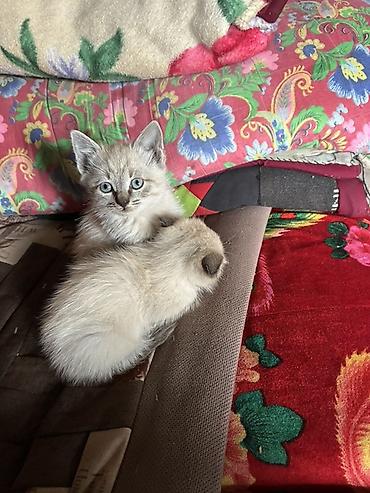 русская голубая стоимость: Котята с голубыми глазами домашнее Отдам в хорошие руки‼️‼️ - — 3