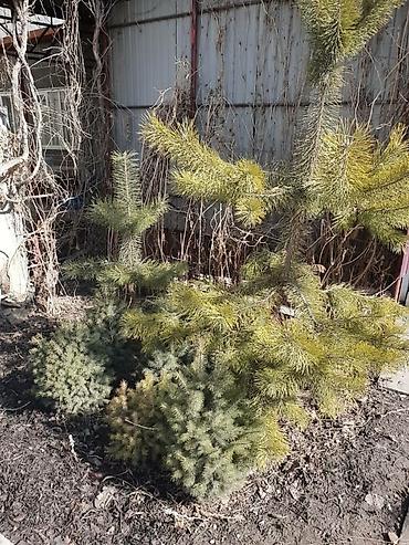 Продажа коттеджей и домов: ПРОДАЕТСЯ ДОМ ИДЕАЛЬНО ПОД БИЗНЕС ПО ГЛАВНОЙ ЦЕНТРАЛЬНОЙ ТРАССЕ 6 — 11