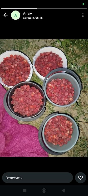 дом на иссык куле купить: Продаю малина из огорода свежие 
150с кг